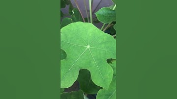 Công dụng của cây Ngô đồng #shorts #thanhdongvlog