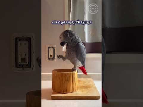 شاهد لماذا يعتبر هذا الطائر من أكثر الحيوانات ذكاء في العالم