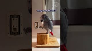 شاهد لماذا يعتبر هذا الطائر من أكثر الحيوانات ذكاءً في العالم 😮 #shorts