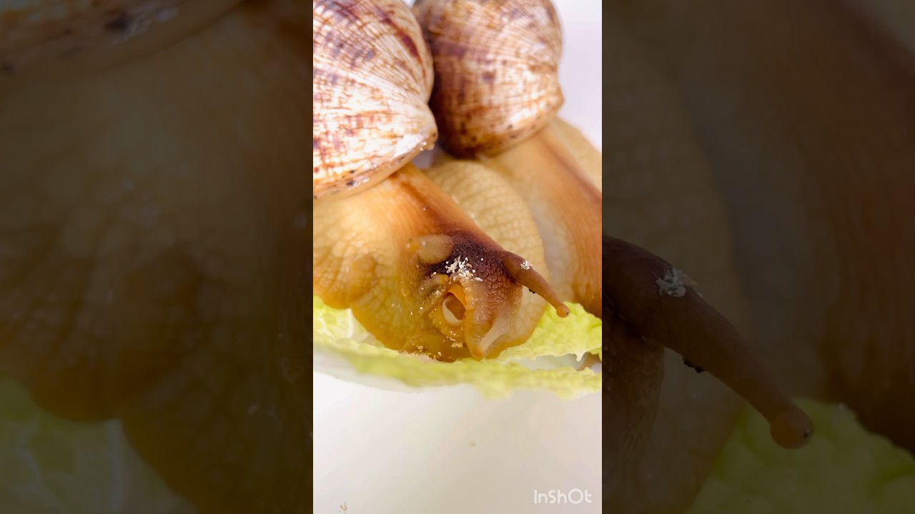 Toothy snail 😬🔥Зубастая гигантская улитка 🐌❤️ 