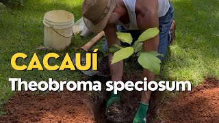 CACAUÍ: Theobroma speciosum