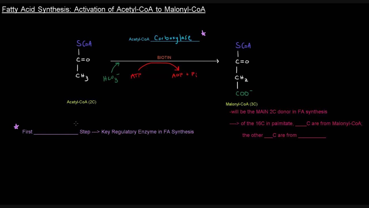 Fatty Acid Synthesis (Part 3 of 12) Activation of Acetyl CoA to