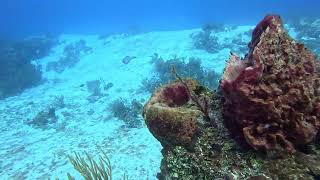 Cozumel- French Angel