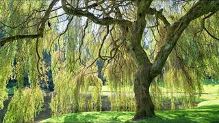 Ned In A Willow Tree Benjamin Baskin