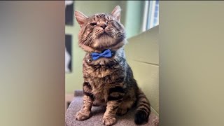 Furry Friends Friday - Tonka