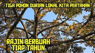 🟠🟠 THREE LOCAL DURIAN TREES WE ARE KEEPING BECAUSE THEY PRODUCE DELICIOUS FRUIT 🌳🌳