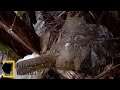 BRAVE BIRD PROTECTS CHILDREN FROM THE RAIN - FATHER LOOKS FOR FOOD 