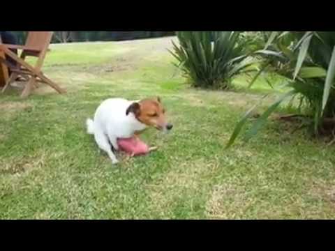 Video: Kuinka syvälle koiran juuret menevät?