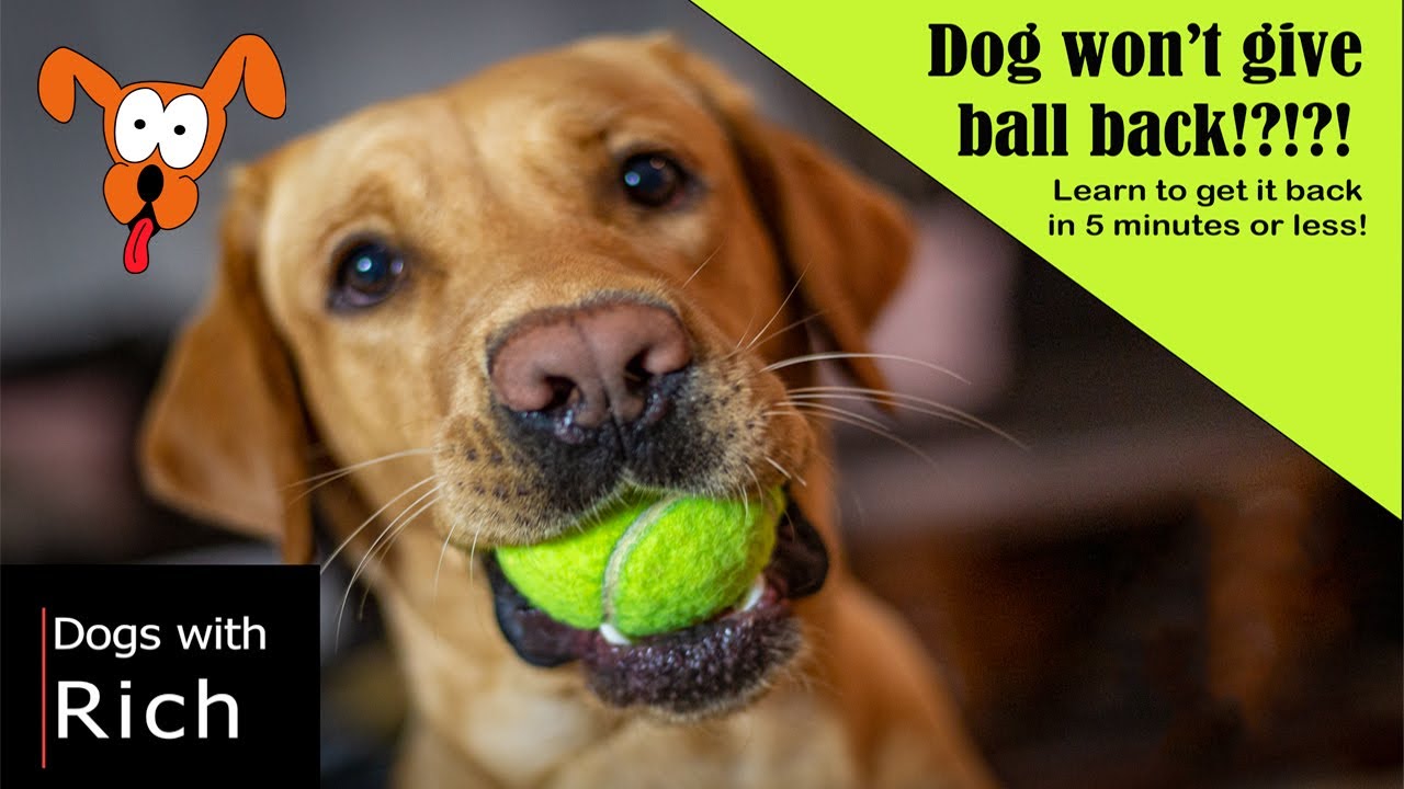 how to train a dog to bring a ball back