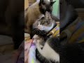 猫のしろっぺ tough cat Shiroppe
