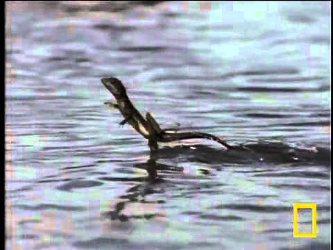 Video: Basilisk: su üzerinde yürüyen bir kertenkele