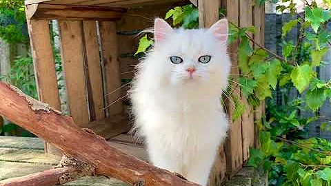 Video 737351: shaded british longhair, british longhair silver, british longhair male