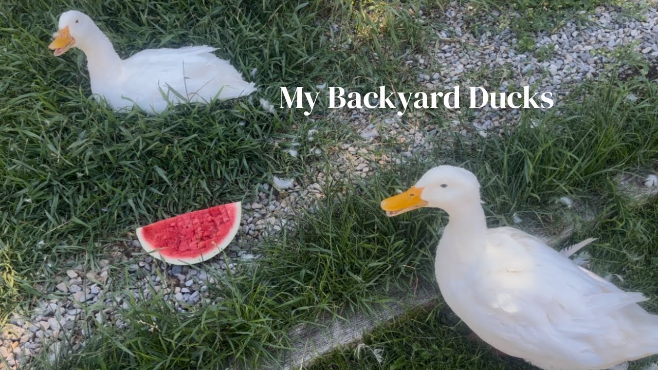 My Backyard Ducks