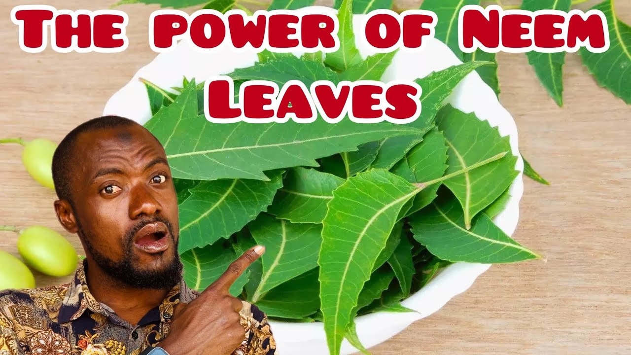 AMAZING HEALTH BENEFITS OF NEEM LEAVES (Pt.2)