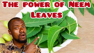 AMAZING HEALTH BENEFITS OF NEEM LEAVES (Pt.2)