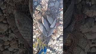 Крупный хариус #fishing #shorts