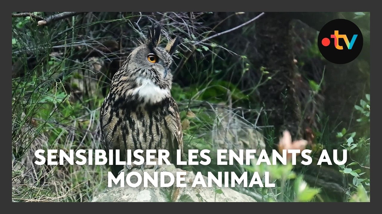 Sensibiliser les enfants au monde animal : des scolaires découvrent le hibou Grand-Duc