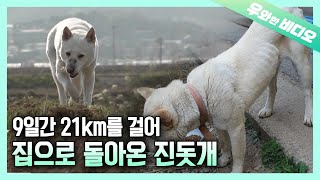 주인을 다시 만나기 위한 9일간의 긴 여정, 돌아온 진돗개 별이┃9 Days of Long Journey... A Jindo's Way Back Home