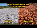 A MAIOR FAZENDA DO BRASIL DE CADA RAMO DIFERENTE