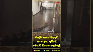සීදේවි සොයා මගුලට ආ හැලයා අම්මෝ මෙයාට තියෙන කළබලේ