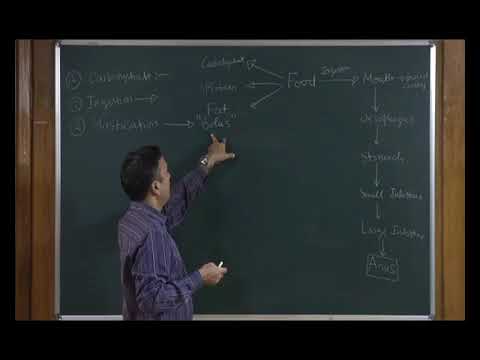 Bio class 11 unit 15 chapter 04   -human physiology-digestion and absorption   Lecture -4/5