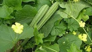 112 -  How to grow TURAI /Luffa/Ridged Gourd /Dodka /Gilki (Hindi /Urdu) 12/8/16