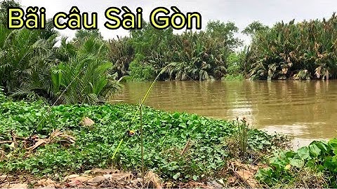 ✅ Đem cám câu cá tổng hơp DF trở lại bãi câu cá thiên nhiên sông SÀI GÒN  | DUY FISHING