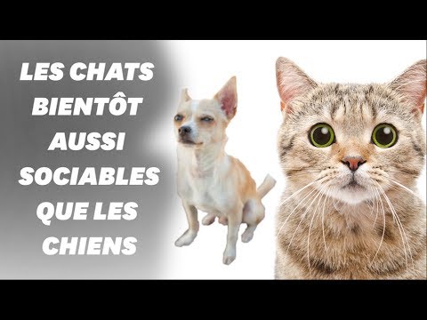 Vidéo: Les Chats Connaissent-ils Leurs Noms ?