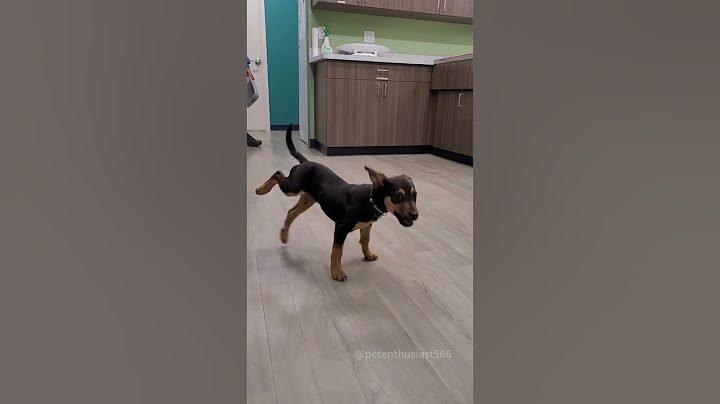 happy dancing dogs😁 #funny #pet #dog #dogs #fouryou  #funnydog   #cute #doglove  #cutedog  #doggo