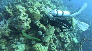 Moray eel Cayman Islands