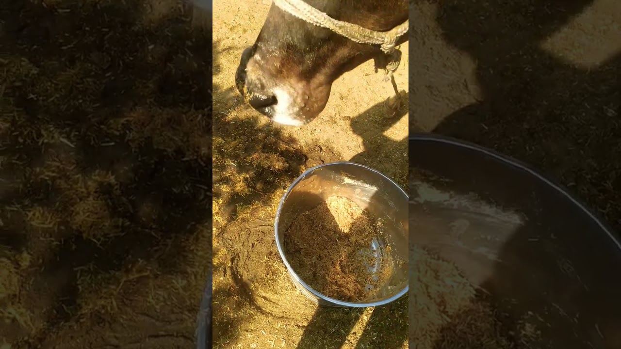 ###जय गौ माता जय श्री कृष्णा