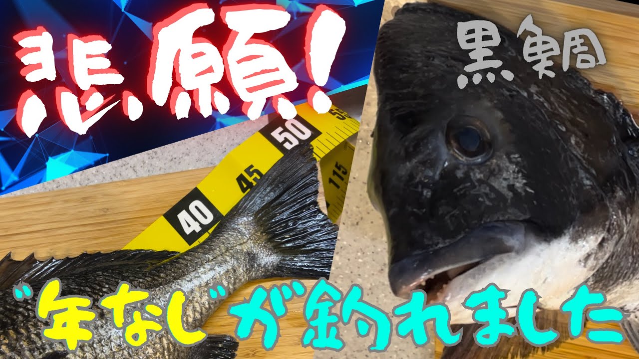 鮮魚シリーズ》年なし黒鯛で刺身と洗い！ - YouTube