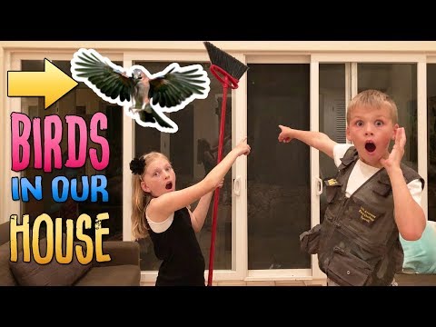 Wild Birds in our House & Another Flash Flood || Mommy Monday