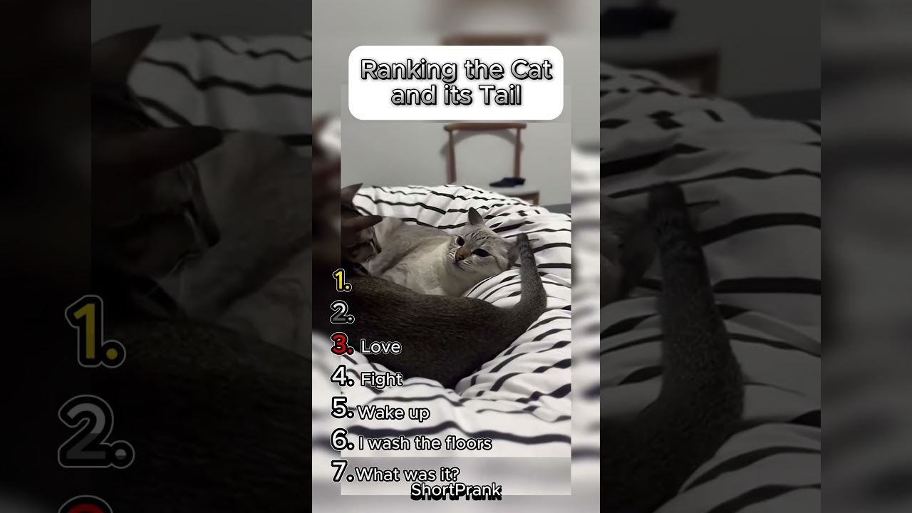 Ranking Cat Tails From Silly To Epic!