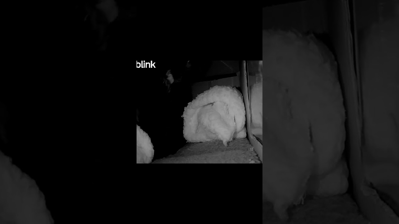 Why are black cats called voids? Mini-Raven will show you!     #blackcat #void #blackcatlove #cats