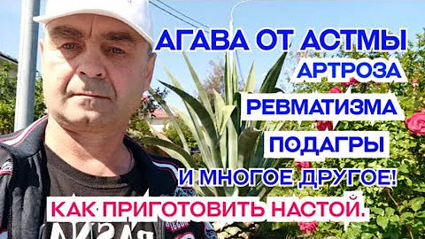 Как приготовить лекарство из Агавы.