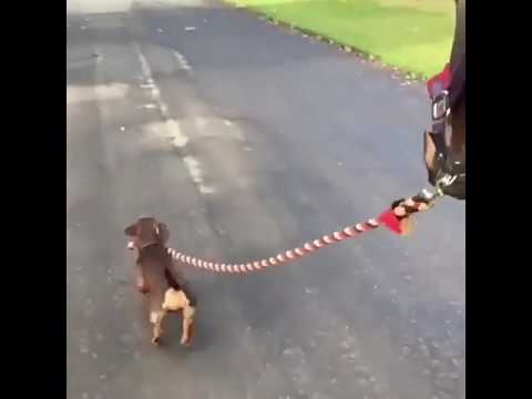 dog-walking-a-horse-(funny&cute)