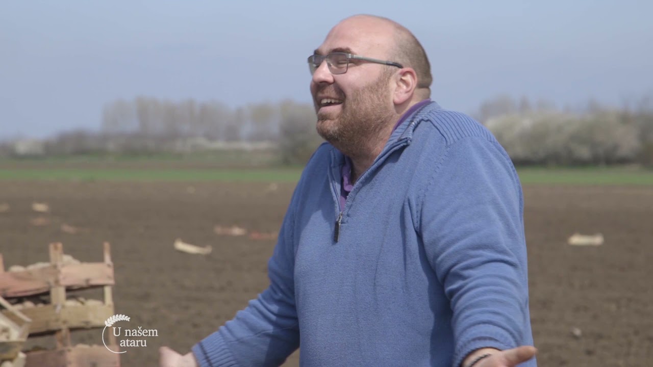 Sadnja krompira u Kikindi - U nasem ataru 887