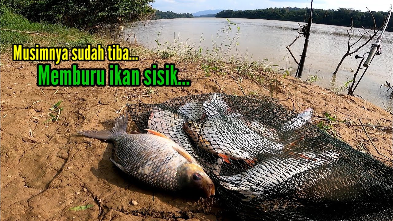 Mancing ikan sisik❗Menebing tepi sungai pahang