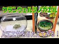 【クランウェルツノガエル】飼育 91 人工エサをあたえてみる‼︎