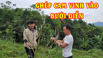 Kỹ thuật ghép cam vinh vào cây bưởi diễn|| Farm life VN
