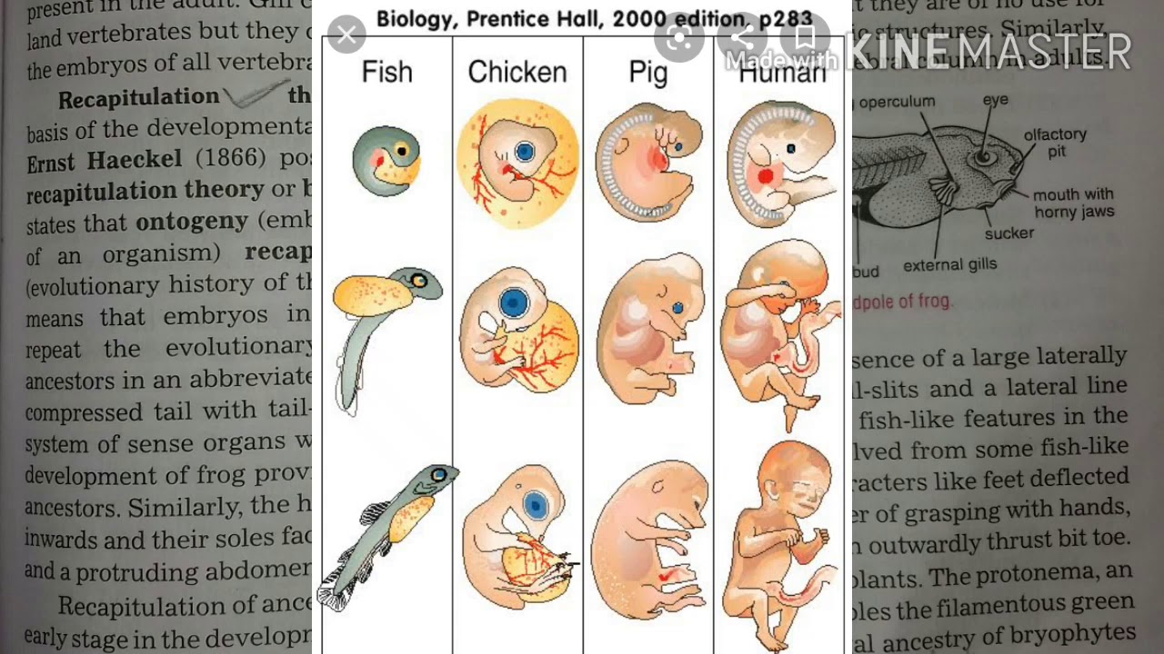 class-xii-biology-chapter-evolution-evidences-from-embryology