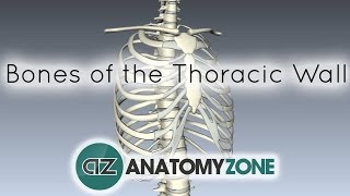 Bones of the Thoracic Wall  3D Anatomy Tutorial