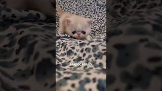 Napocats.ro | Exotic Shorthair girl: Alba by Napocats, Exotic Shorthair & Persian Cats 202 views 6 months ago 1 minute, 2 seconds