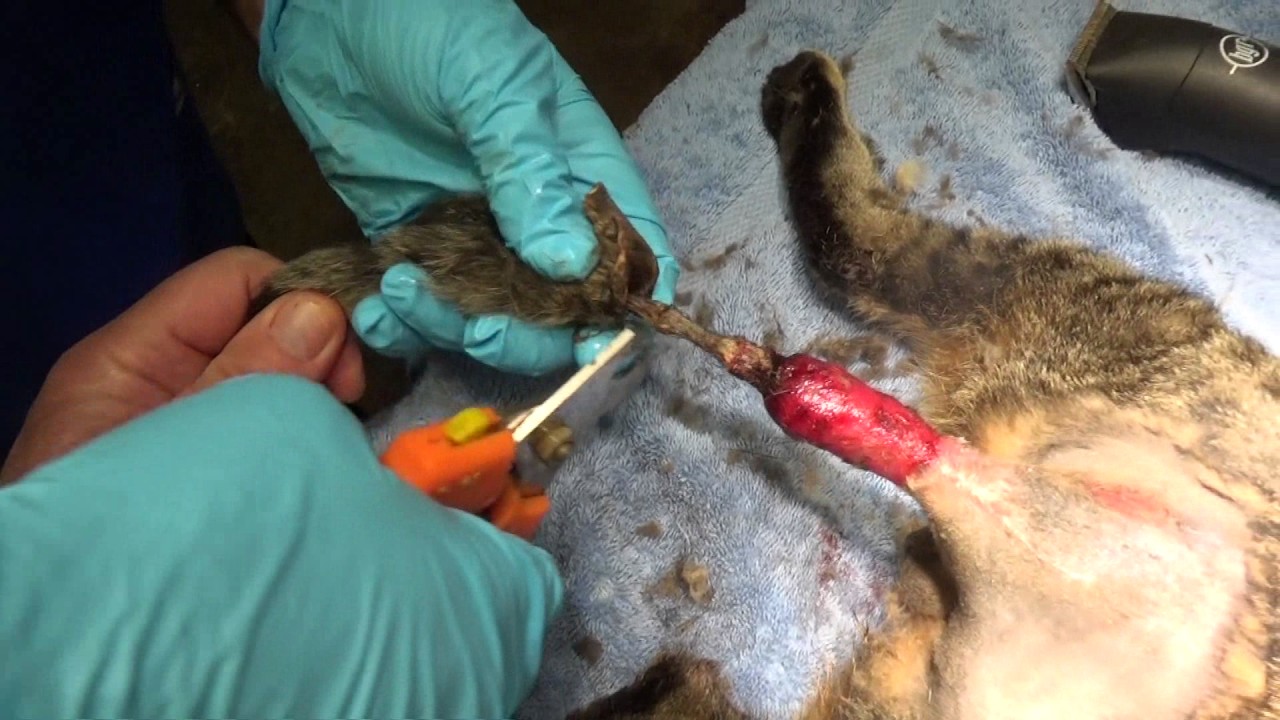 Tail injury in a Cat - YouTube