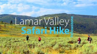 Lamar Valley Safari Hike with Yellowstone Hiking Guides