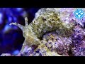 【チャーム】海水魚 クロスジアメフラシ Stylocheilus striatus アメフラシ charm動画