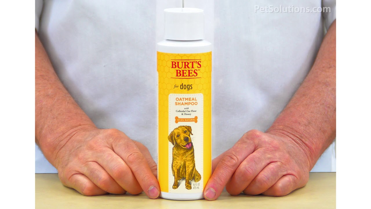 burt's bees oatmeal shampoo