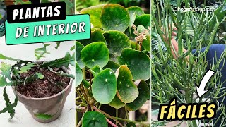 3 PLANTAS de INTERIOR fáciles de cuidar y mantener // Hogarmania