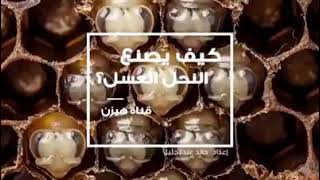 فيديو تثقيفي عن نحل العسل